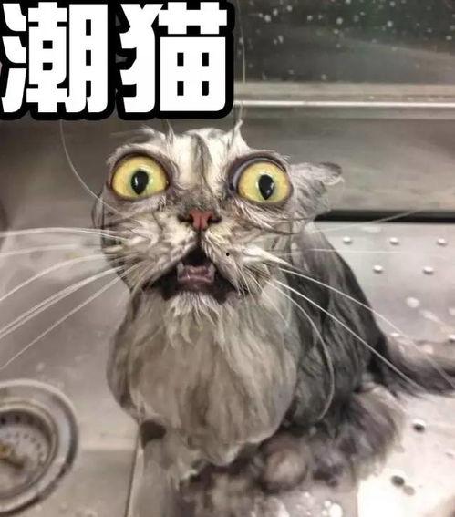 猫神被爆料黑历史视频,揭秘网络红人的真实面目  第2张