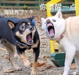 爆料奇葩狗狗视频在线观看,揭秘网络爆笑视频背后的萌宠瞬间  第2张